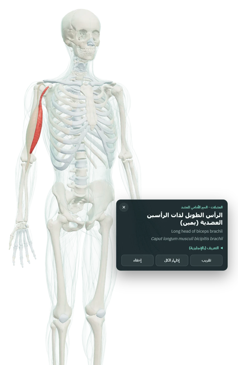 عارض التشريح ثلاثي الأبعاد يعرض العضلات فوق الهيكل العظمي، وقد اختيرت العضلة ذات الرأسين واسمها بالعربي والإنجليزي واللاتيني