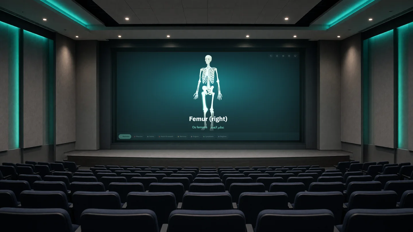 A lecture-hall projector showing the 3D anatomy viewer in presentation mode, with the femur named in English, Latin and Arabic
